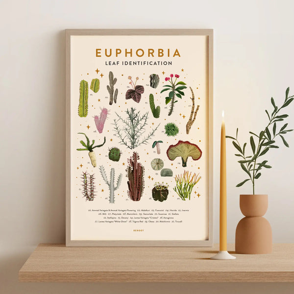 Leaf Identification Posters - Euphorbia - ReRoot - Wild Lark