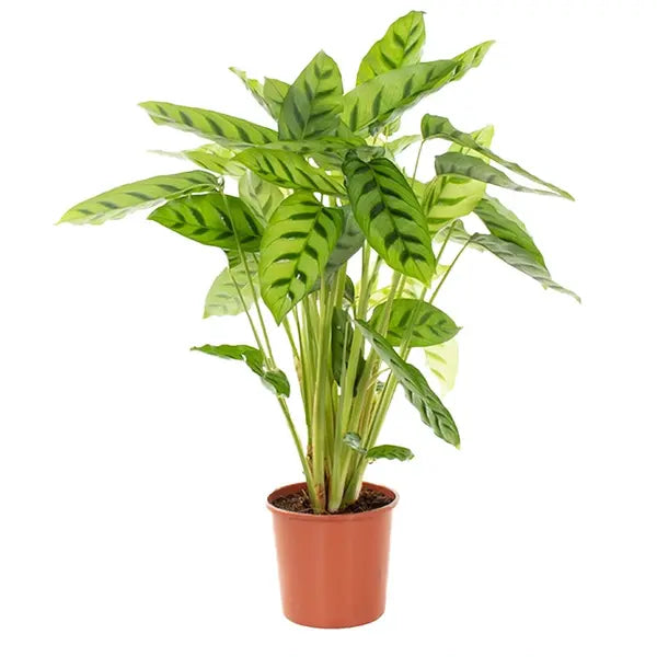 Calathea 