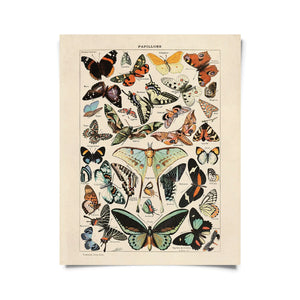 Vintage Millot Butterfly 3 Print -  - Curious Prints - Wild Lark