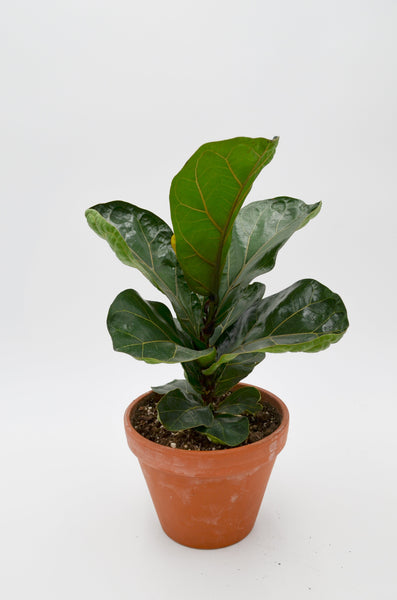 Fiddle-leaf Fig (Ficus lyrata) in Terracotta Pot -  - Wild Lark - Wild Lark