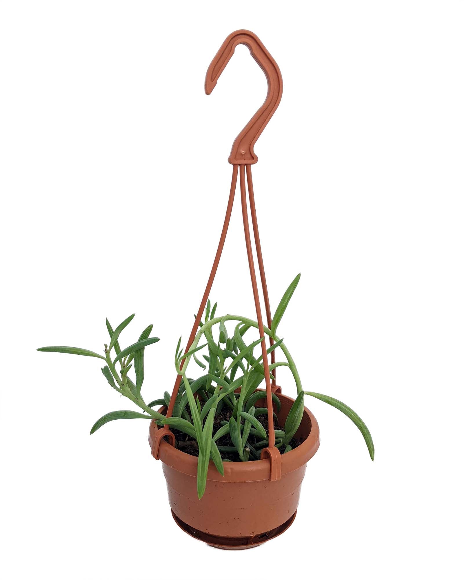 Hanging Succulent Basket -  - Wild Lark - Wild Lark