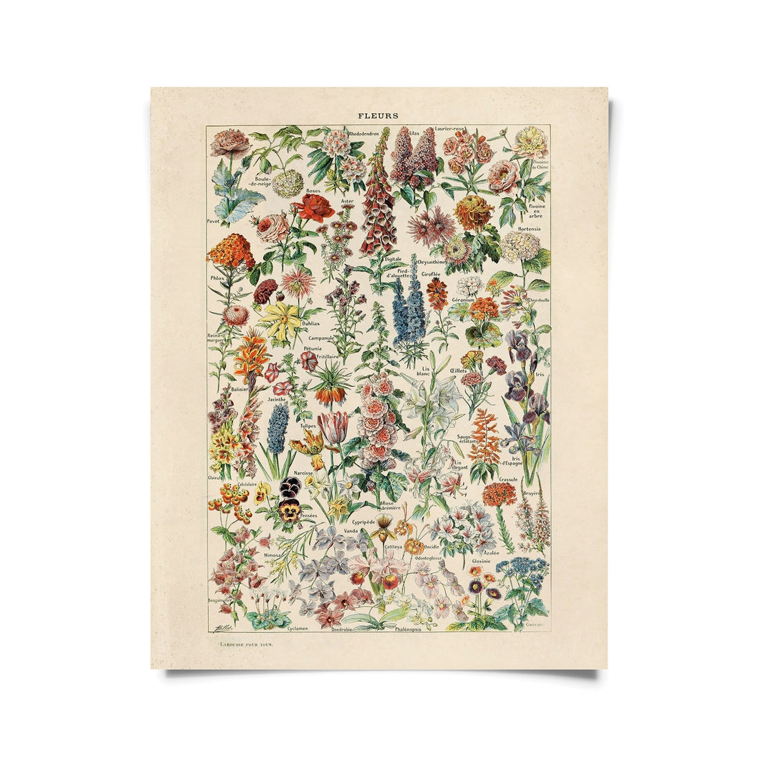 Vintage Botanical Flower Print -  - Curious Prints - Wild Lark