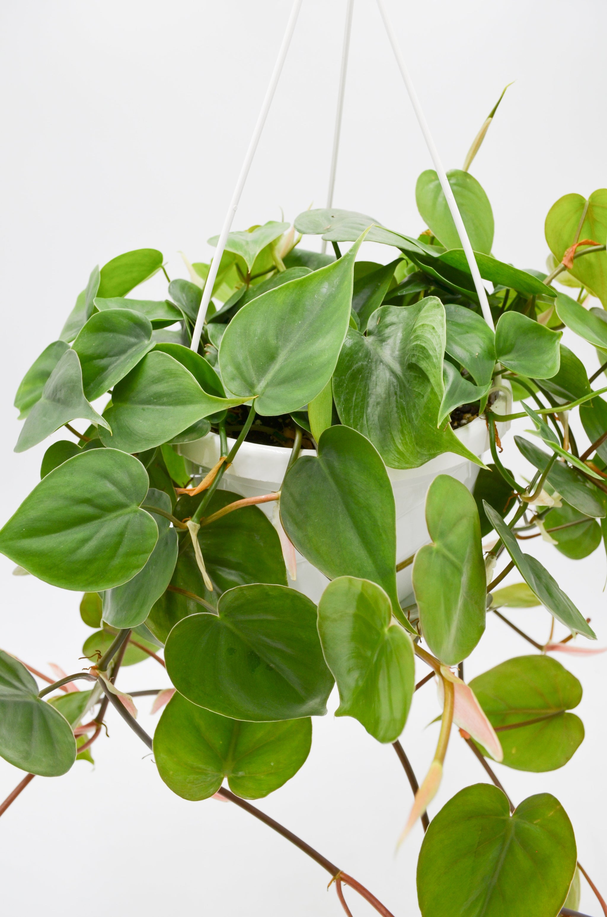 Heart Leaf Philodendron (Hederaceum) – Wild Lark