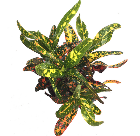 Croton "Bush on Fire" -  - Wild Lark - Wild Lark