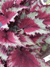 Rex Begonia "Jurassic Pink Shades" -  - Wild Lark - Wild Lark