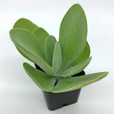 Paddle Plant (Kalanchoe thyrsiflora) -  - Wild Lark - Wild Lark