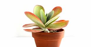 Paddle Plant (Kalanchoe thyrsiflora) -  - Wild Lark - Wild Lark
