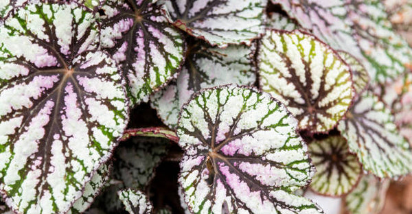 Rex Begonia Hybrid "Jurassic Green Streak" -  - Wild Lark - Wild Lark