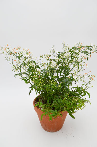 Jasmine in Terracotta -  - Wild Lark - Wild Lark