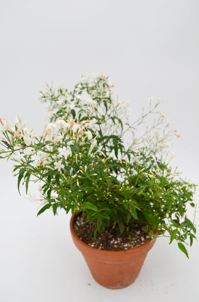 Jasmine in Terracotta -  - Wild Lark - Wild Lark