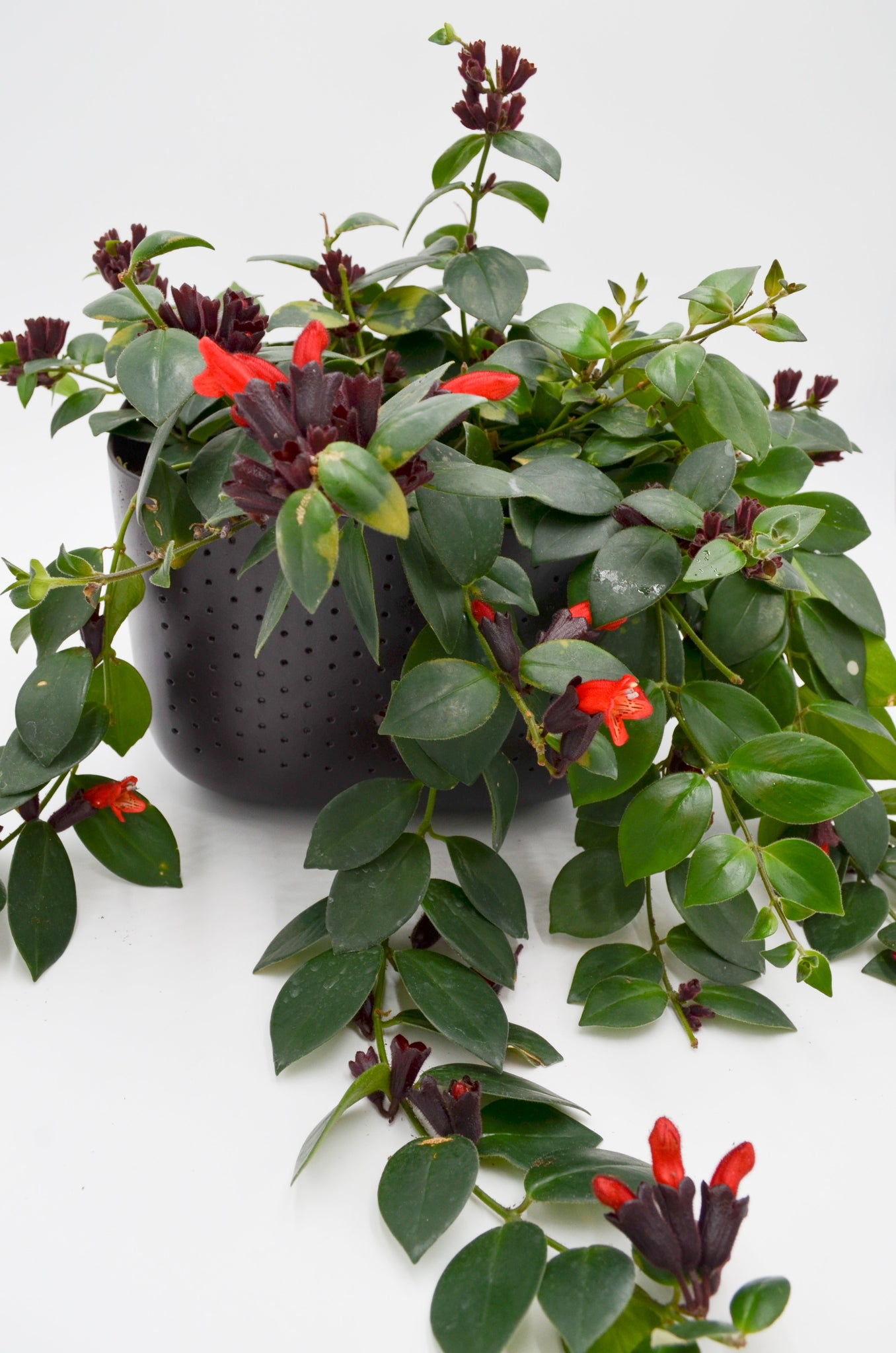 lipstick plant hanging Lipstick Plant (Aeschynanthus) – Wild Lark