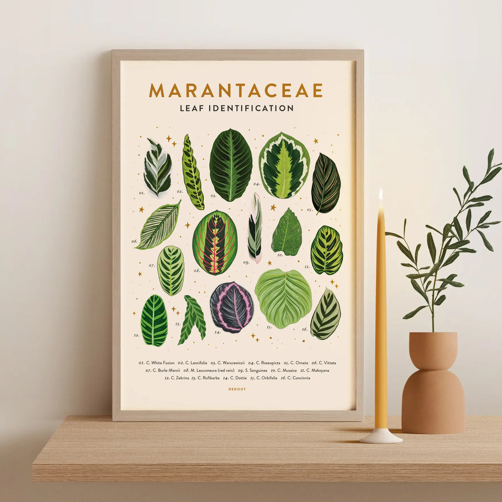house plant leaf identification chart Leaf Identification Posters – Wild Lark