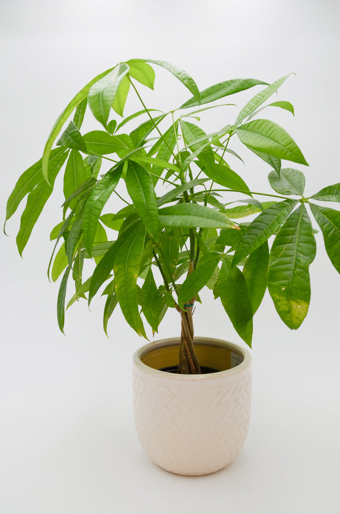 money tree new leaf Money Tree (Pachira aquatica) – Wild Lark