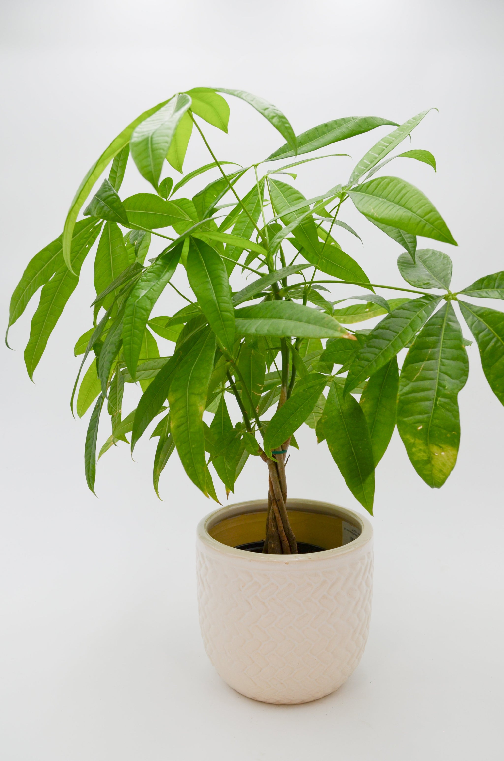 money tree pcso Money Tree (Pachira aquatica) – Wild Lark