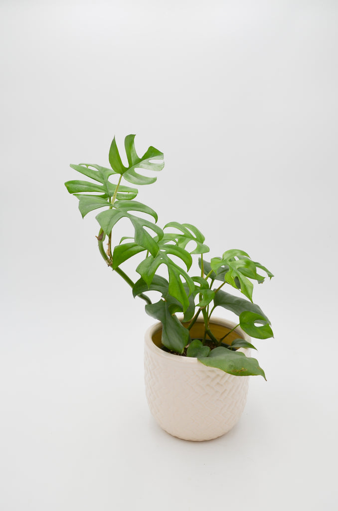 philodendron tetrasperma Hirt's Gardens Ultra Rare Ginny Philodendron