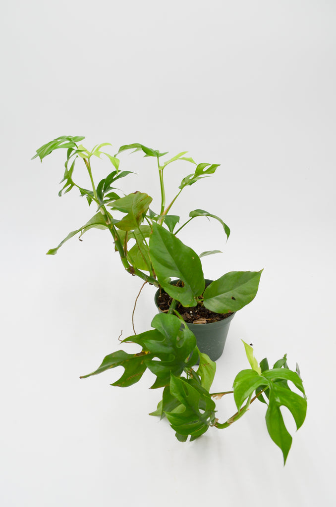 philodendron ginny vs rhaphidophora tetrasperma Splitleaf Philodendron (Rhaphidophora tetrasperma) – Wild Lark