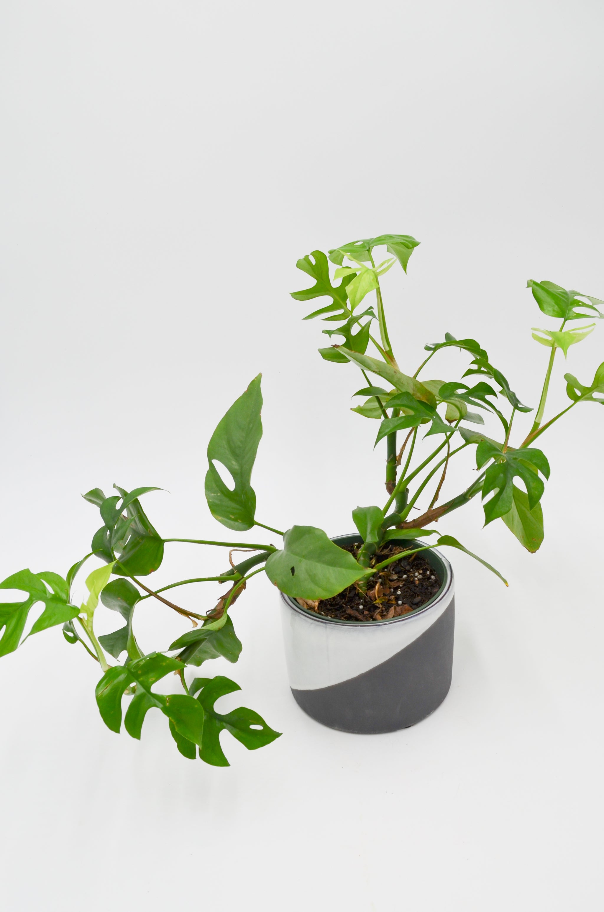 philodendron ginny vs rhaphidophora tetrasperma Splitleaf Philodendron (Rhaphidophora tetrasperma) – Wild Lark