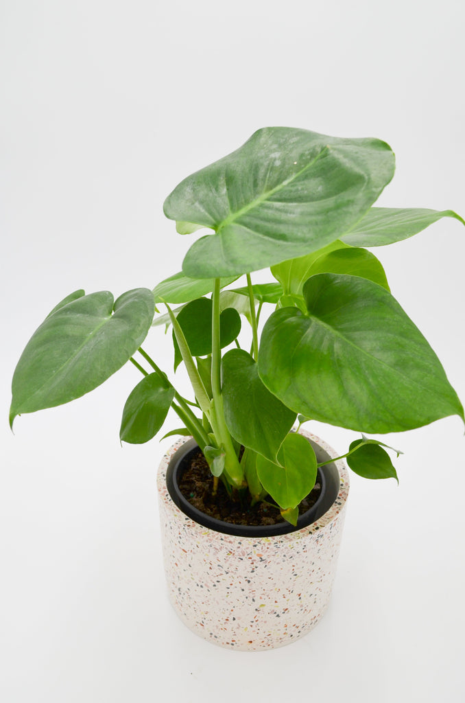 monstera deliciosa wild Monstera (Monstera deliciosa) – Wild Lark