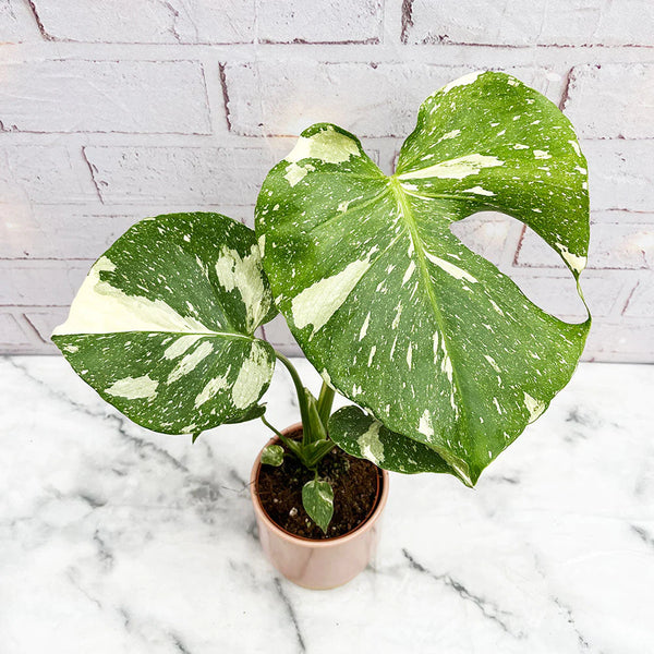 Monstera deliciosa variegated "Thai Constellation" -  - Wild Lark - Wild Lark