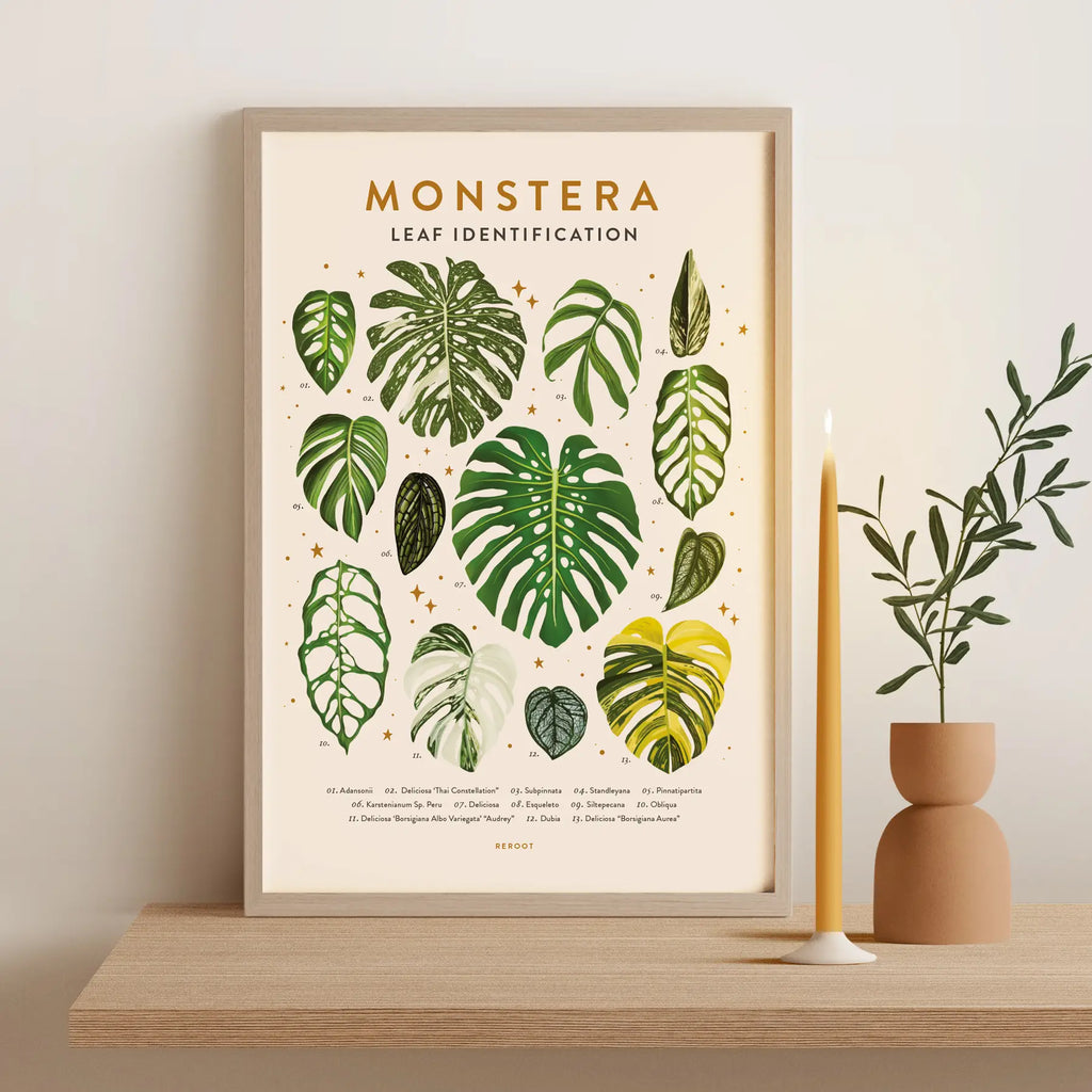 monstera species chart Leaf Identification Posters – Wild Lark