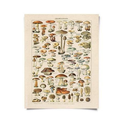 Vintage French Mushrooms Print -  - Curious Prints - Wild Lark