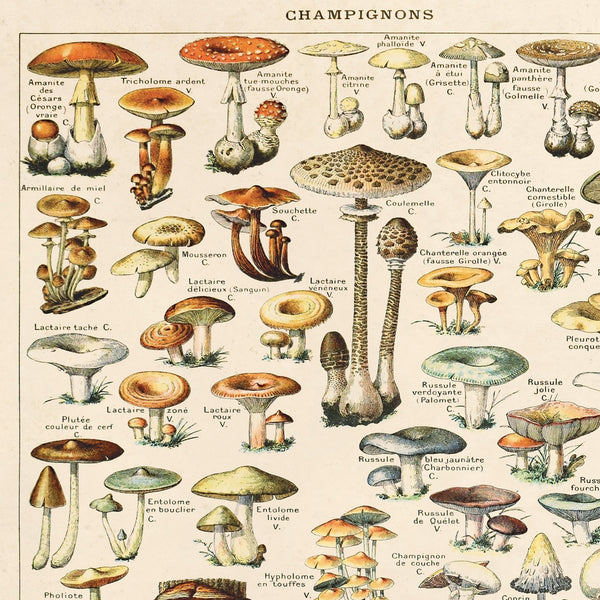 Vintage French Mushrooms Print -  - Curious Prints - Wild Lark