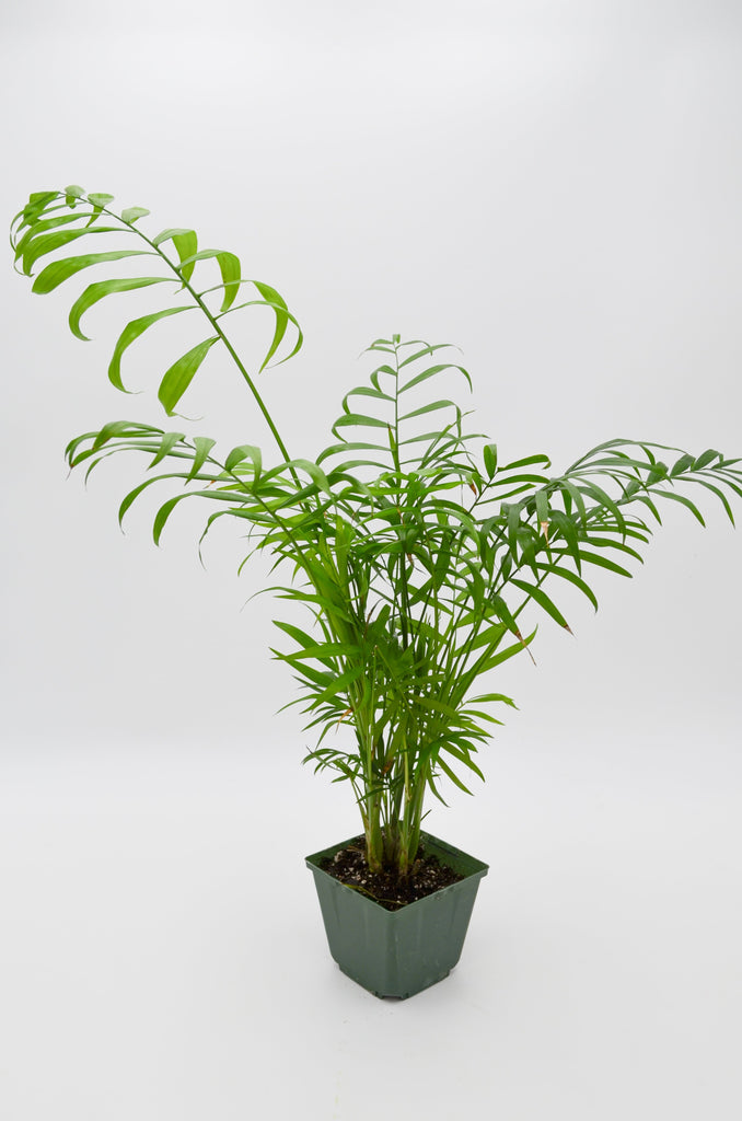 parlor palm chamaedorea Parlour Palm (Chamaedorea elegans) – Wild Lark