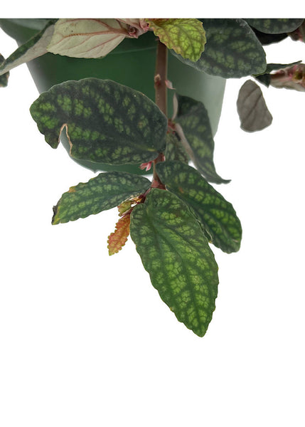 Watermelon Ivy (Pellionia pulchra) -  - Wild Lark - Wild Lark