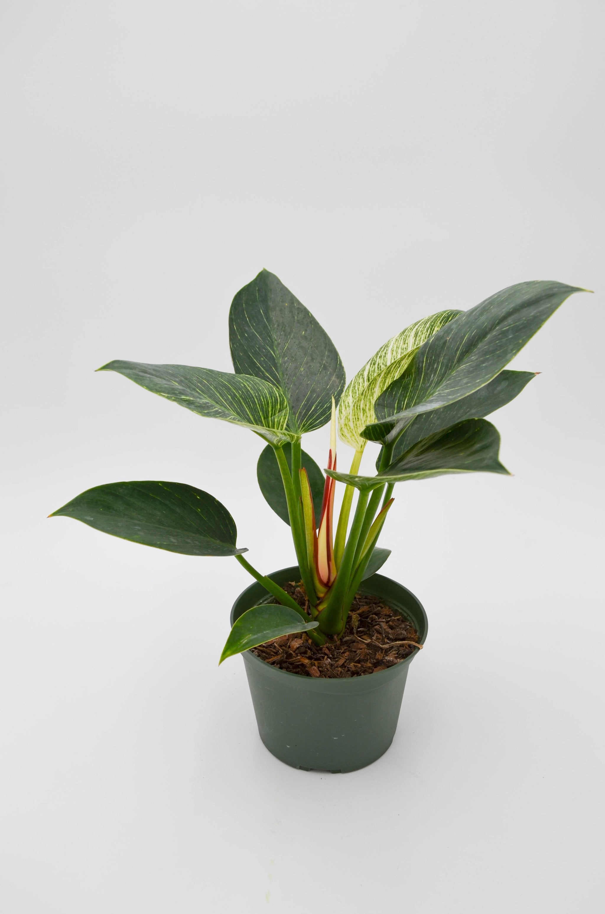 philodendron birkin in the wild Philodendron Birkin Hybrid – Wild Lark