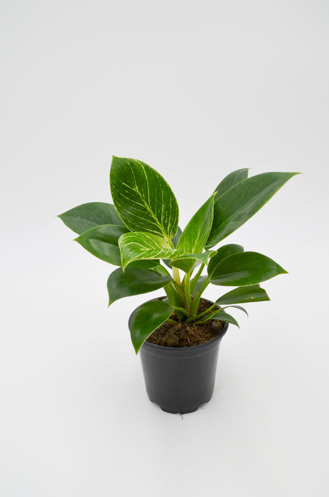 philodendron birkin in the wild Philodendron Birkin Hybrid – Wild Lark