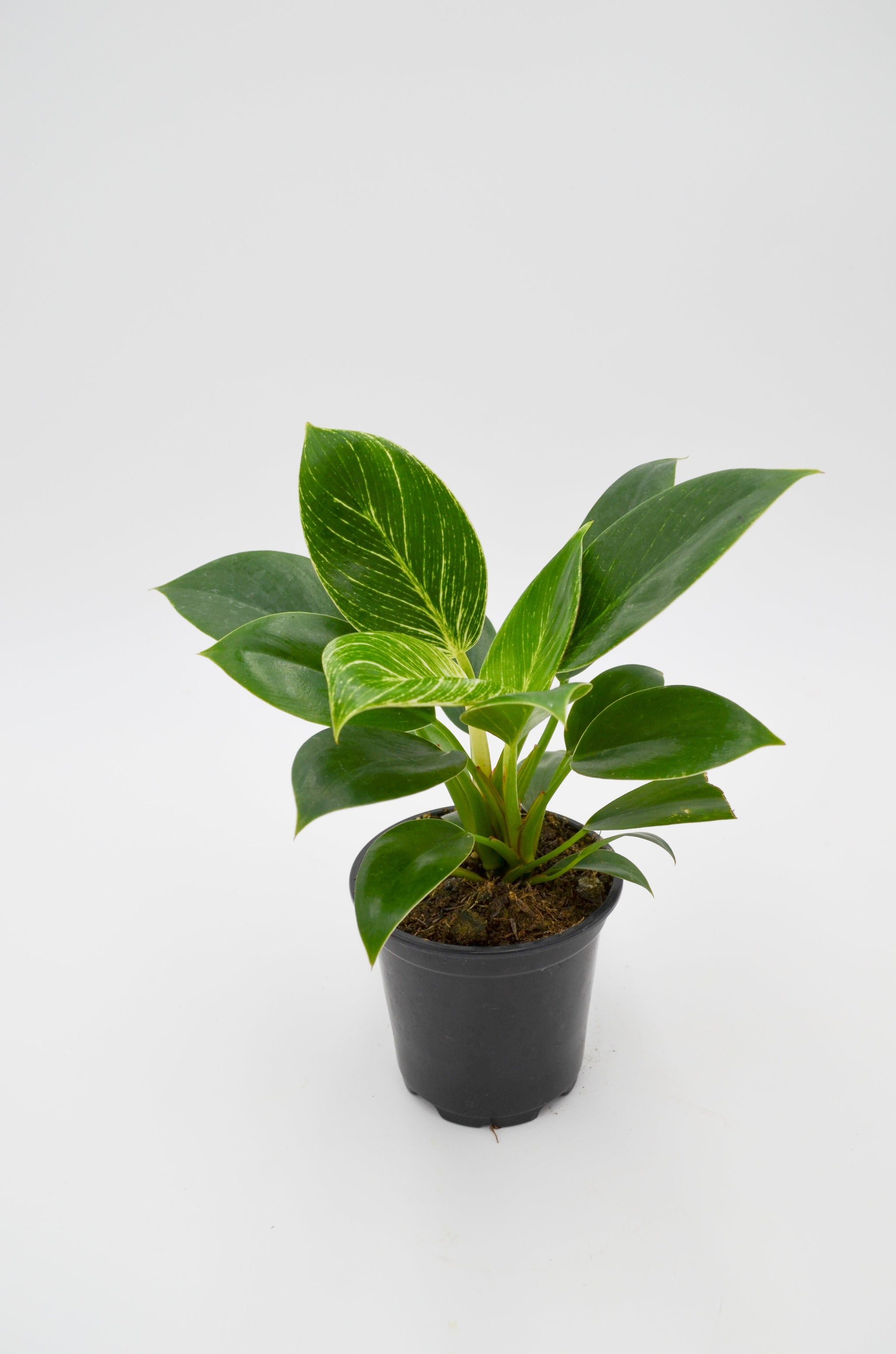 philodendron birkin small Philodendron Birkin Hybrid – Wild Lark