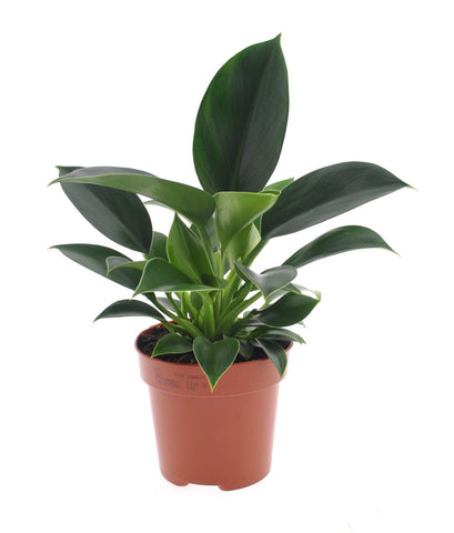 Philodendron Green Princess -  - Wild Lark - Wild Lark