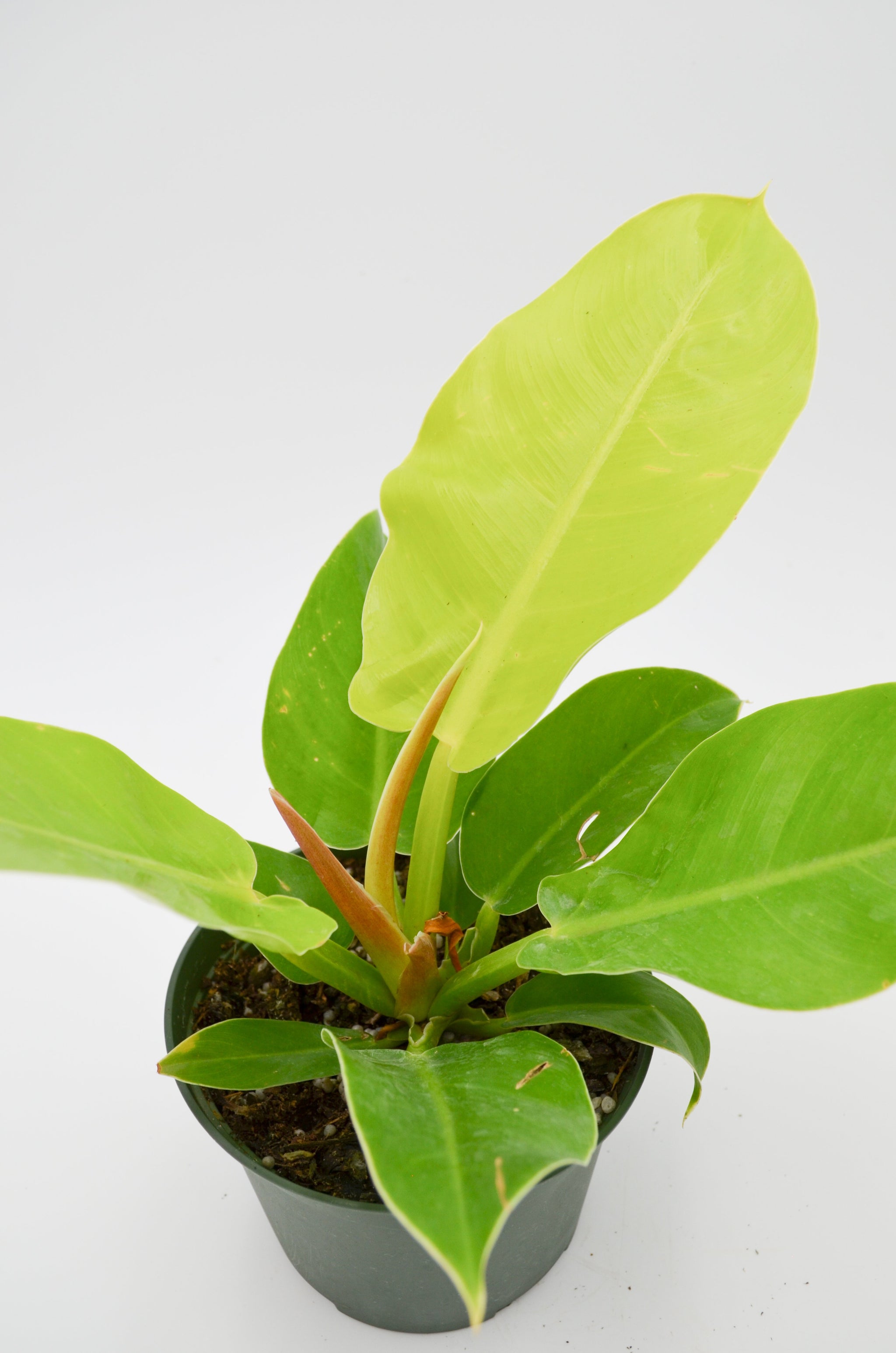philodendron moonlight flower Philodendron 