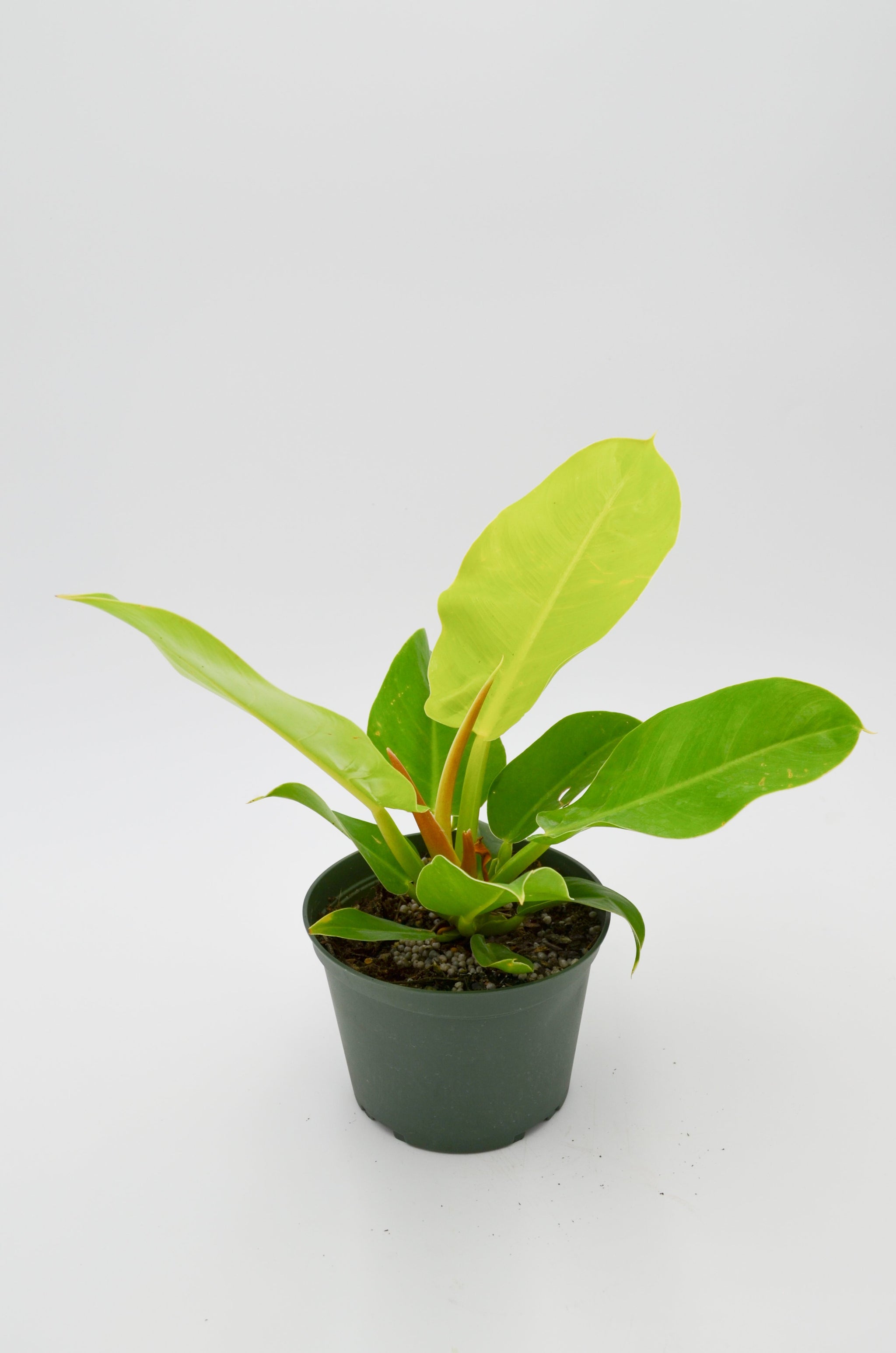 philodendron moonlight hybrid Philodendron "Moonlight" Hybrid – Wild Lark