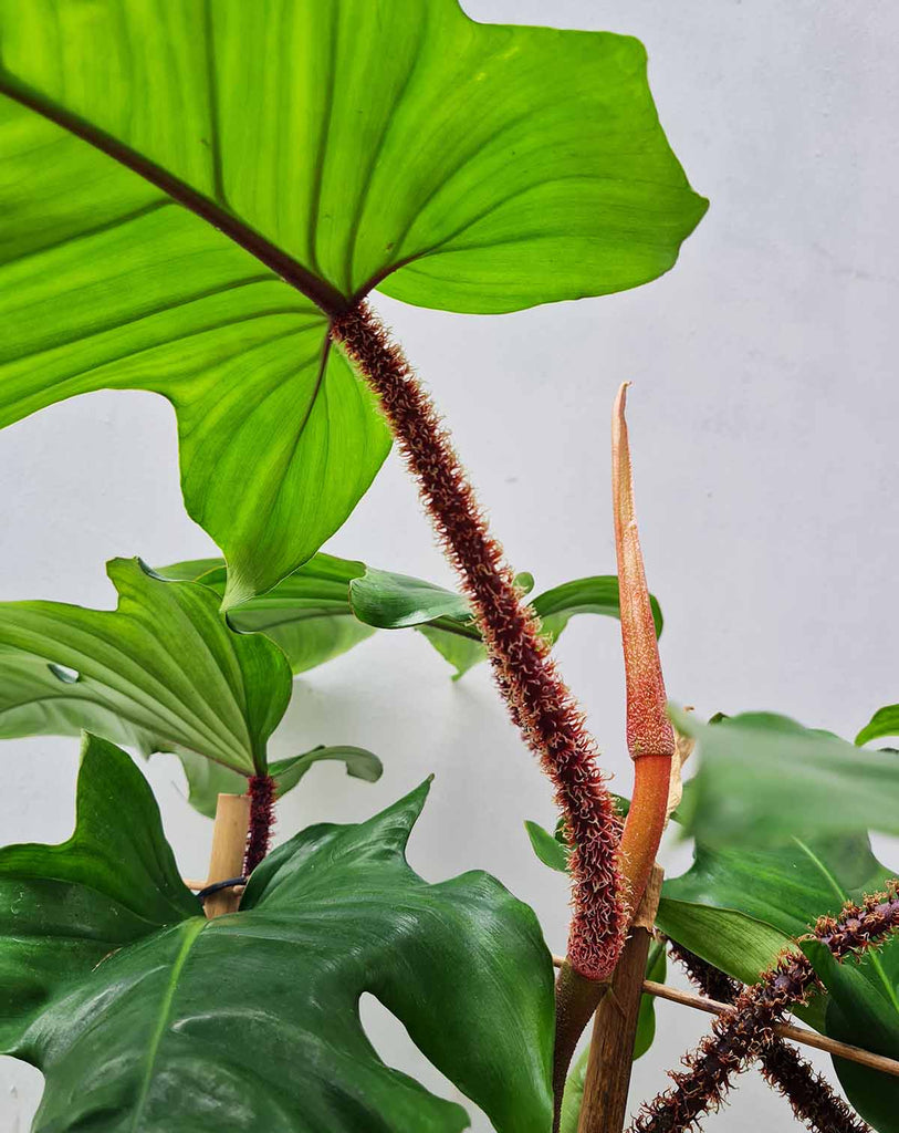 wild philodendron Philodendron squamiferum
