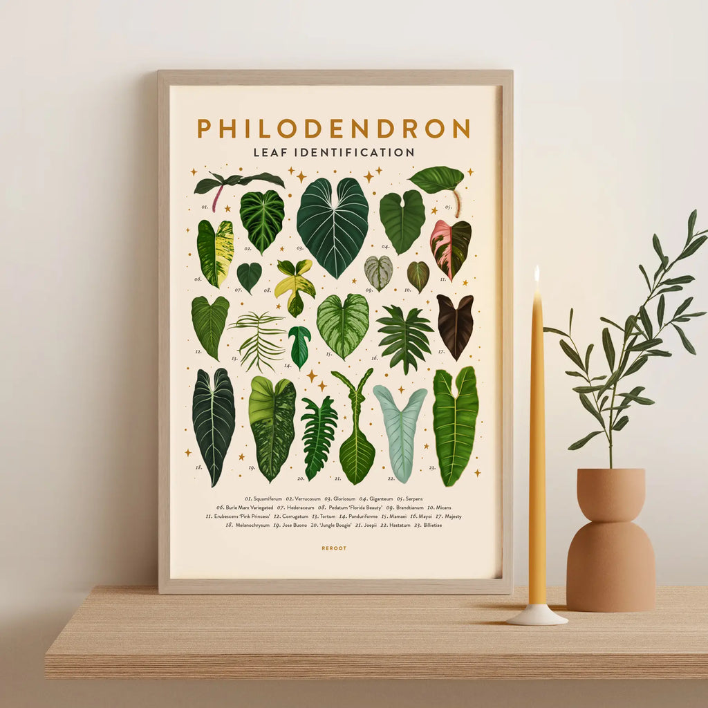 philodendron chart Leaf Identification Posters – Wild Lark