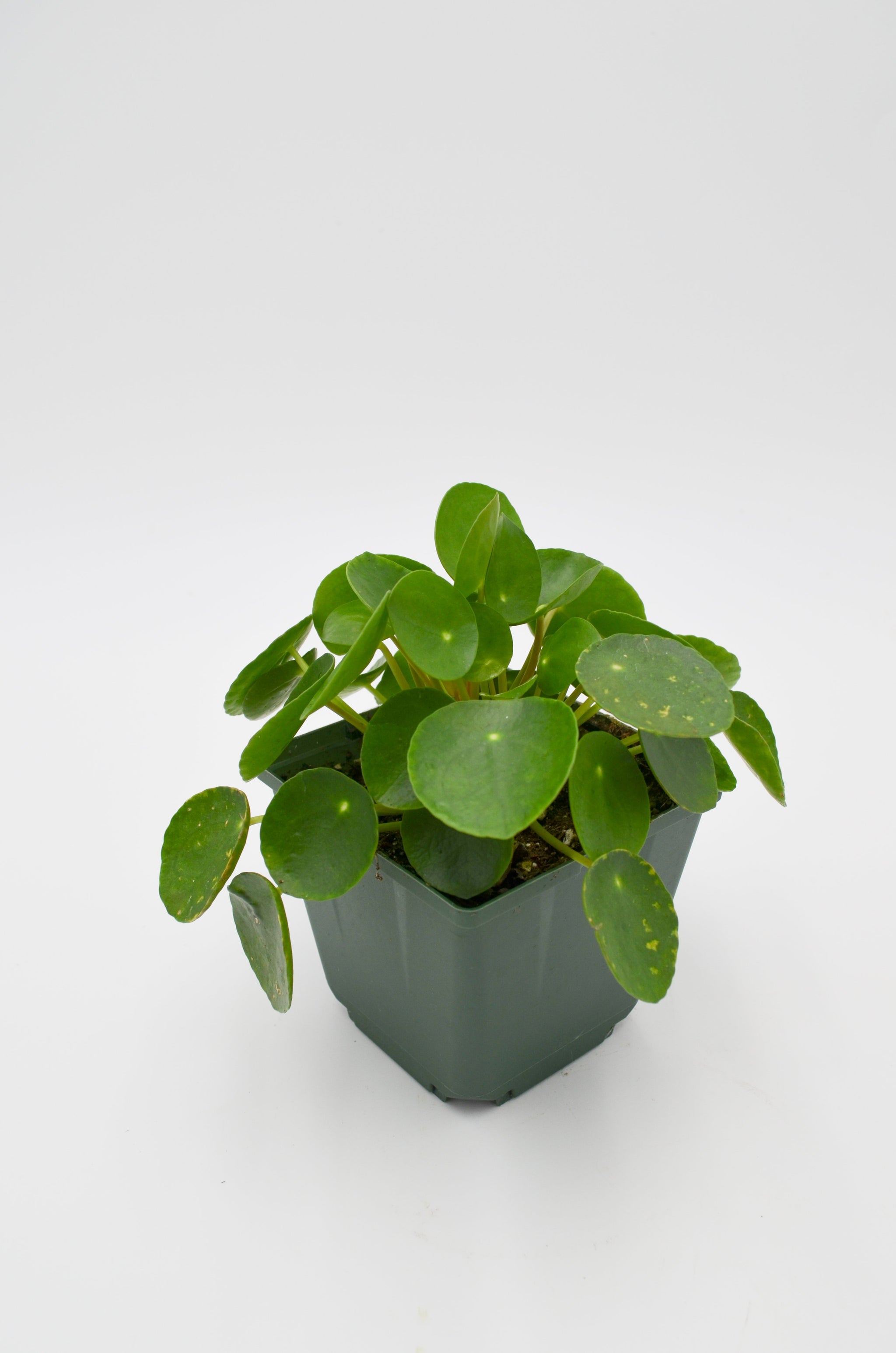 Chinese Money Plant (Pilea peperomioides)