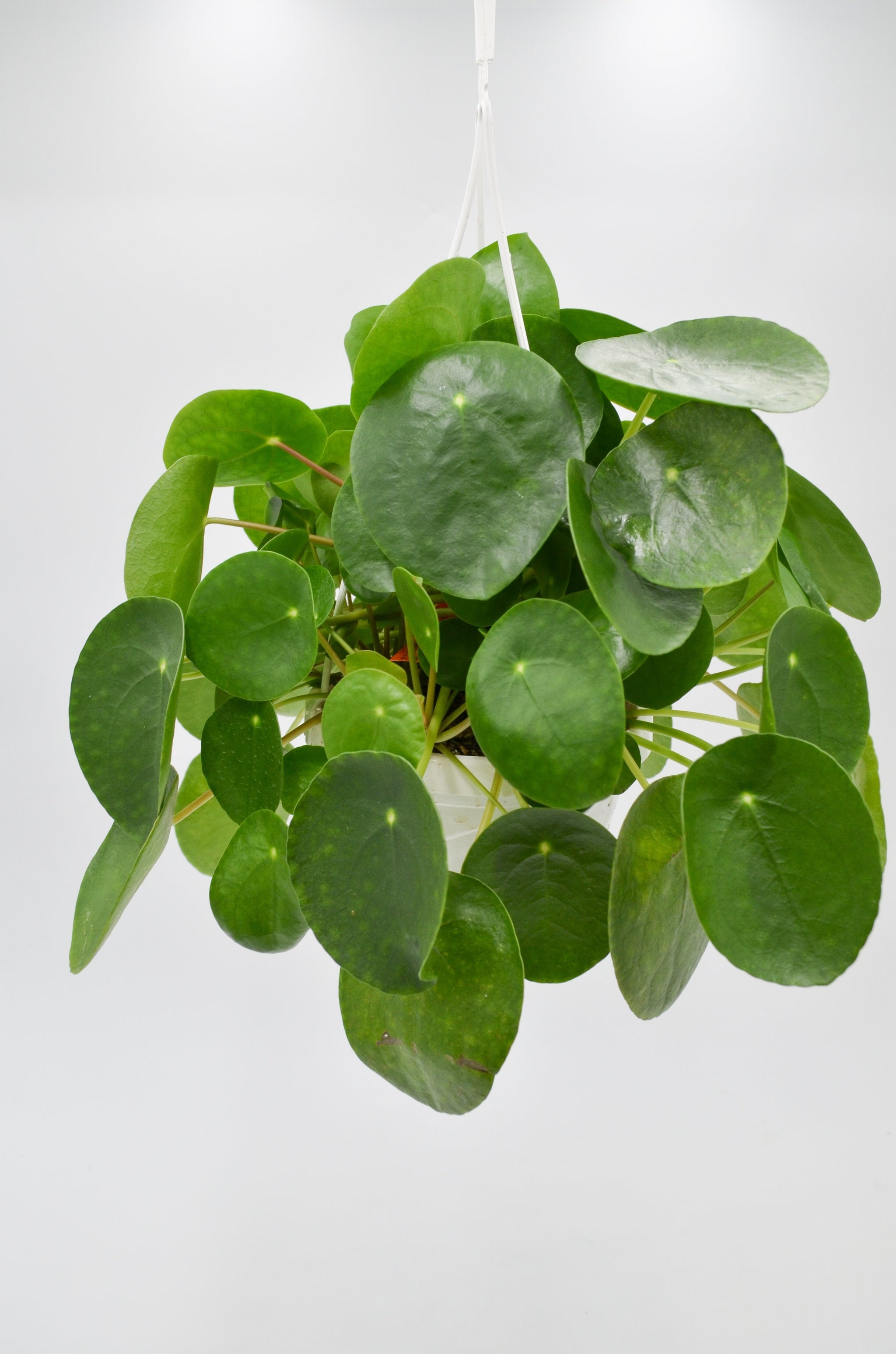 hanging chinese money plant Chinese Money Plant (Pilea peperomioides) – Wild Lark