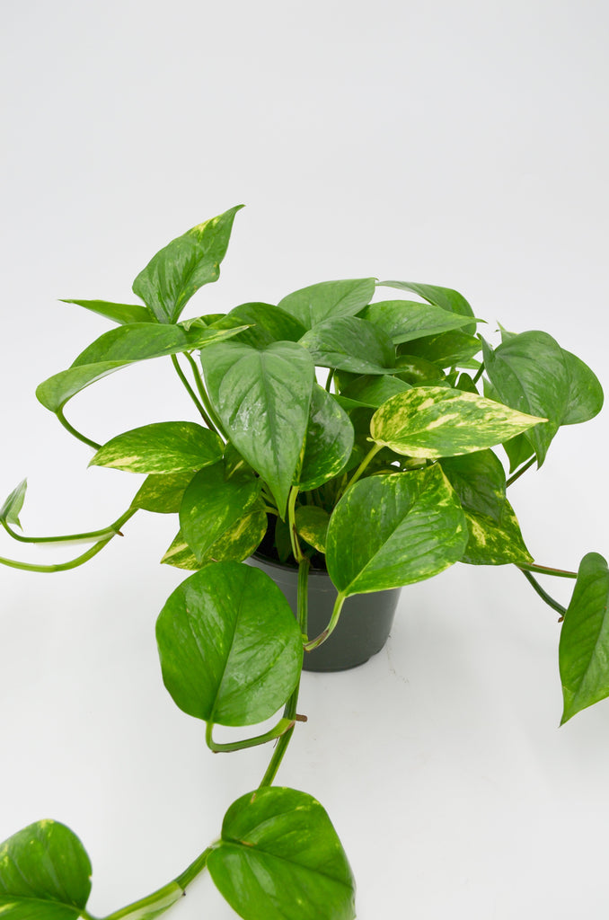 6 inch pothos plant Pothos "Golden" (Epipremnum aureum) – Wild Lark