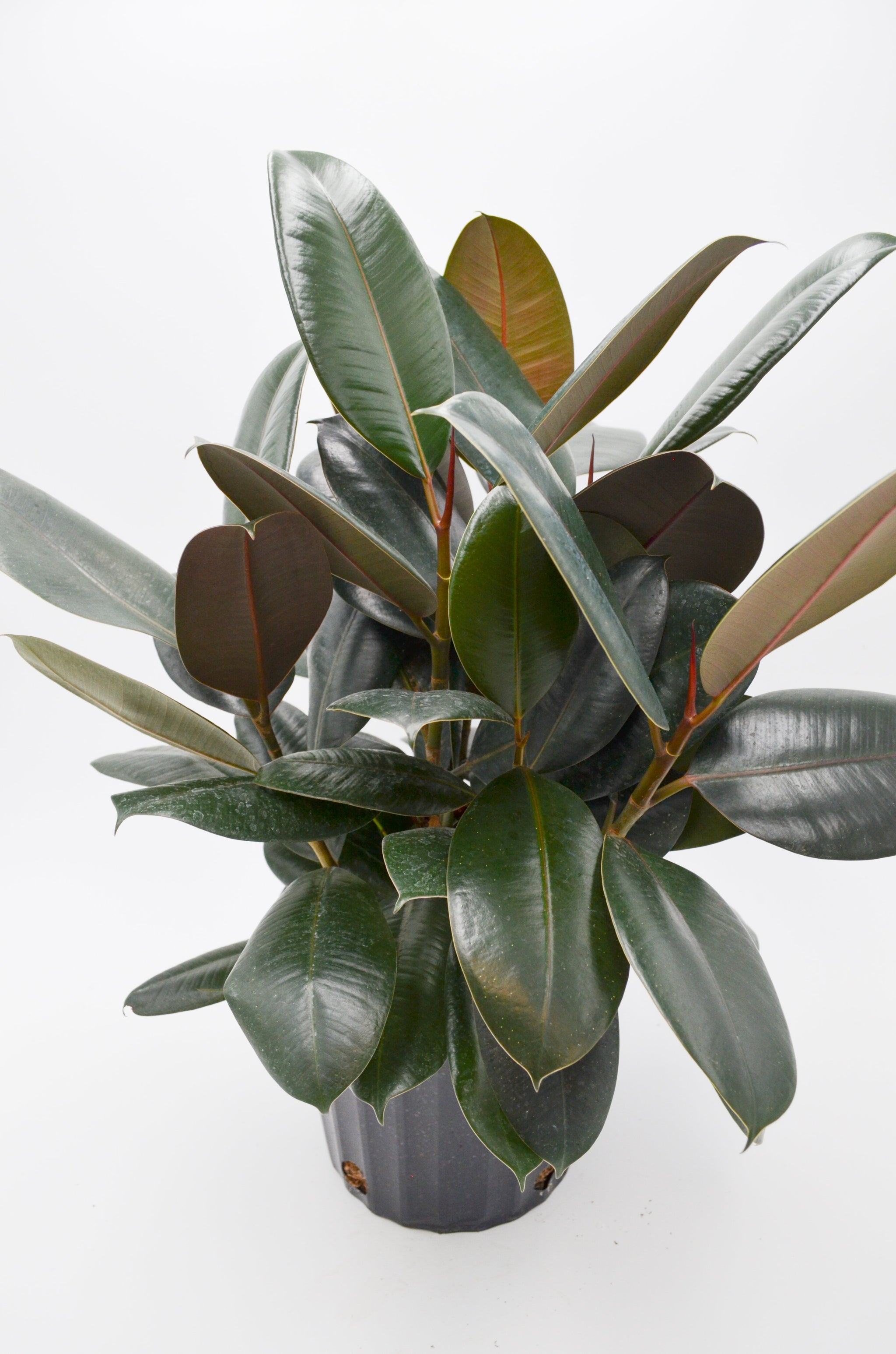 burguny rubber tree poisonous to dogs Rubber Tree 'Burgundy' (Ficus elastica) – Wild Lark