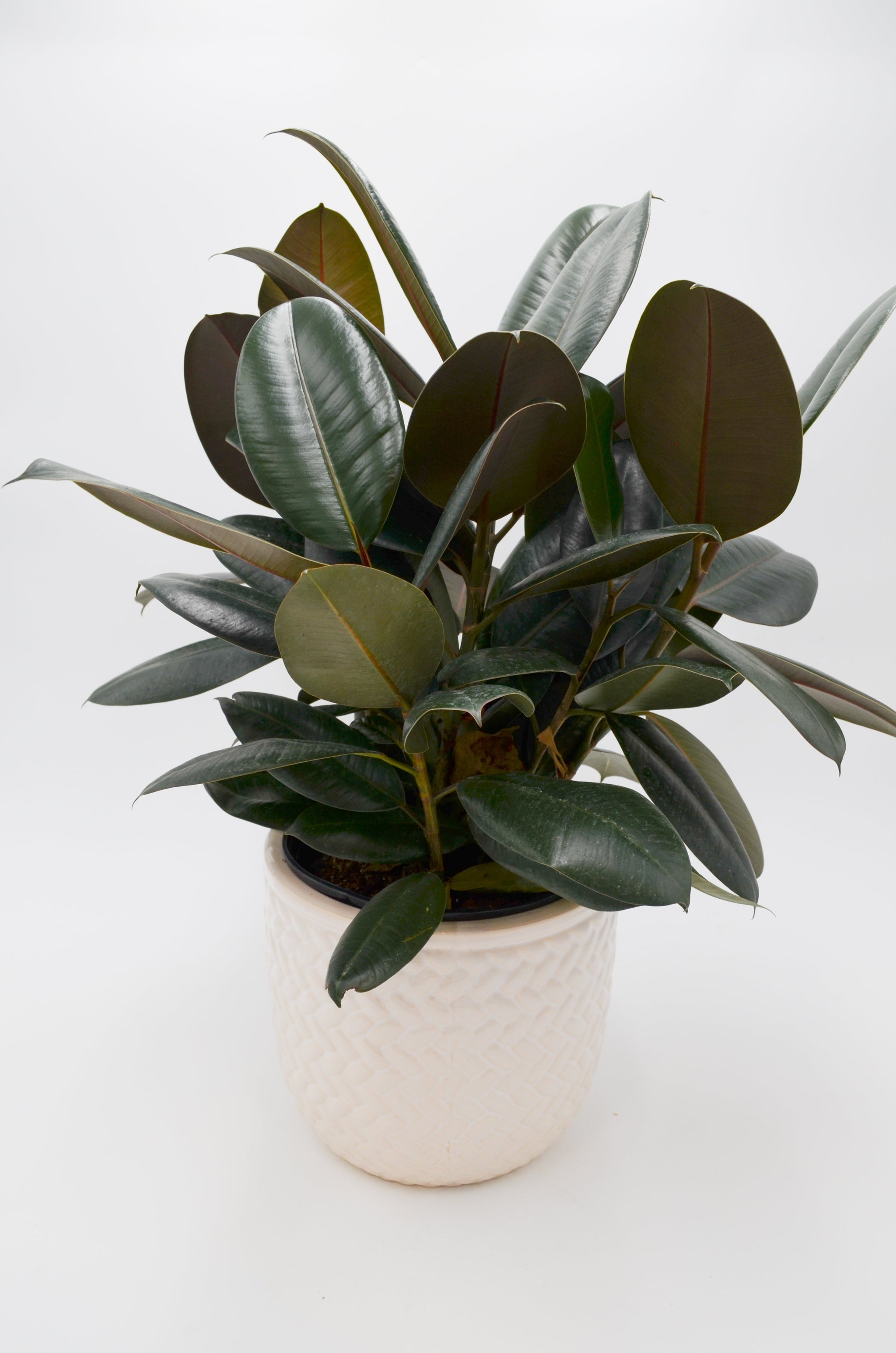 purple rubber tree Rubber Tree 'Burgundy' (Ficus elastica) – Wild Lark