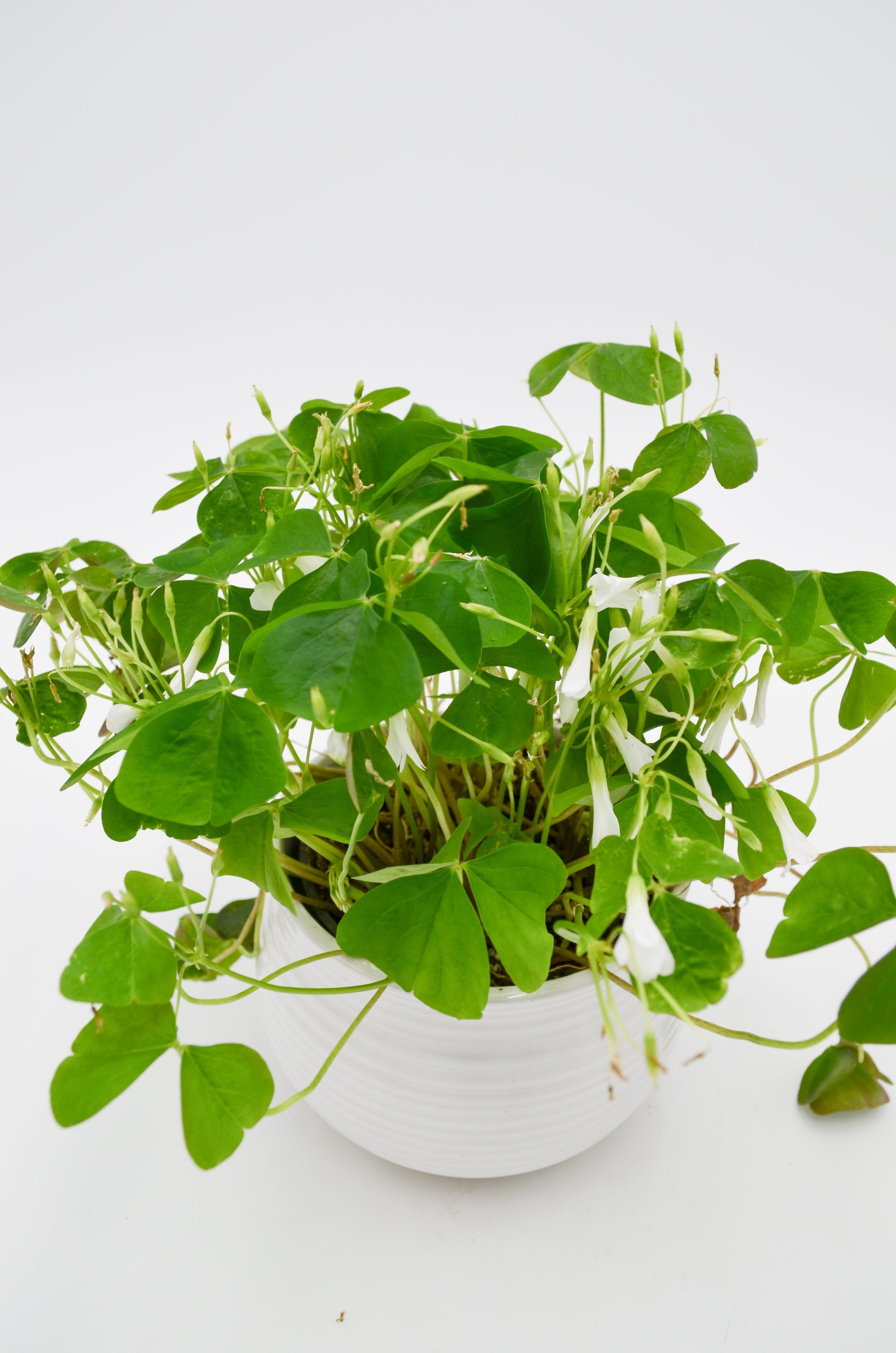 Shamrock Plant (Oxalis) – Wild Lark