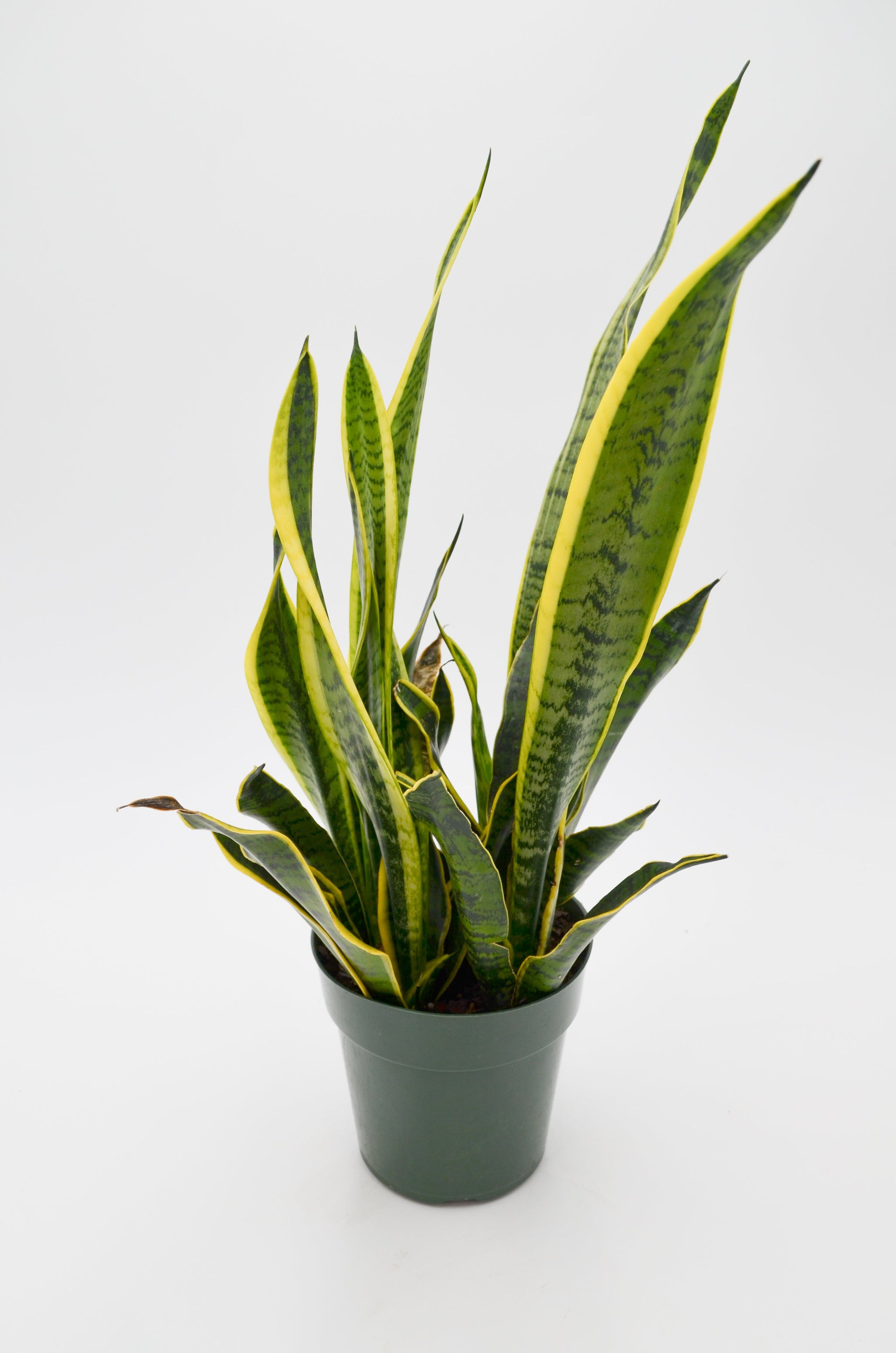 snake plant medium Snake Plant, Green + Yellow (Sansevieria trifasciata) – Wild Lark