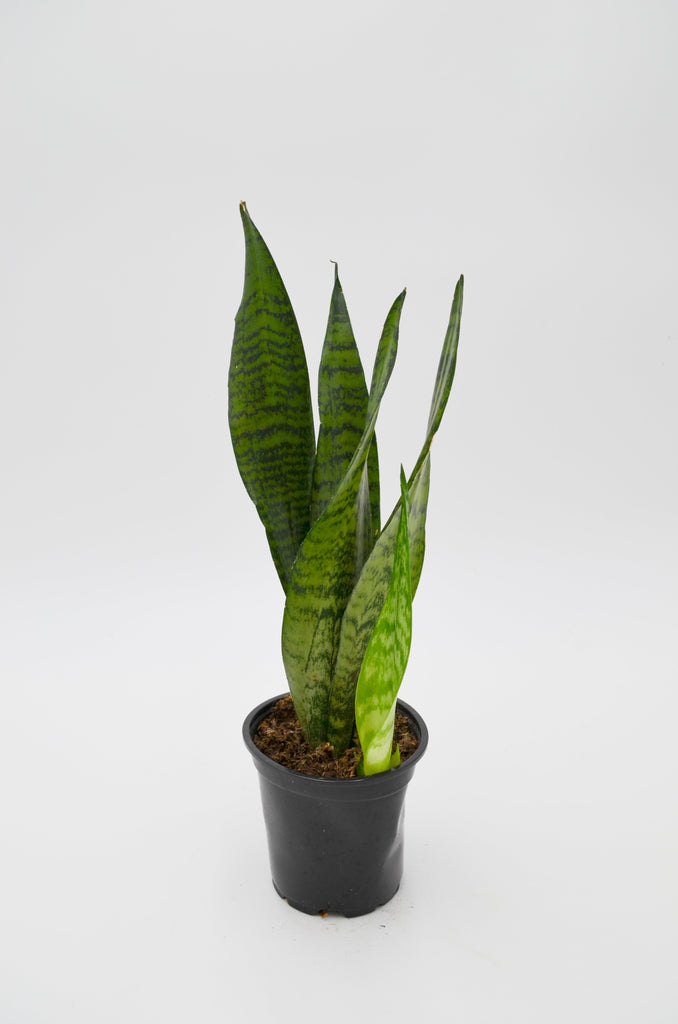 sansevieria in the wild Snake Plant, Green (Sansevieria trifasciata) – Wild Lark