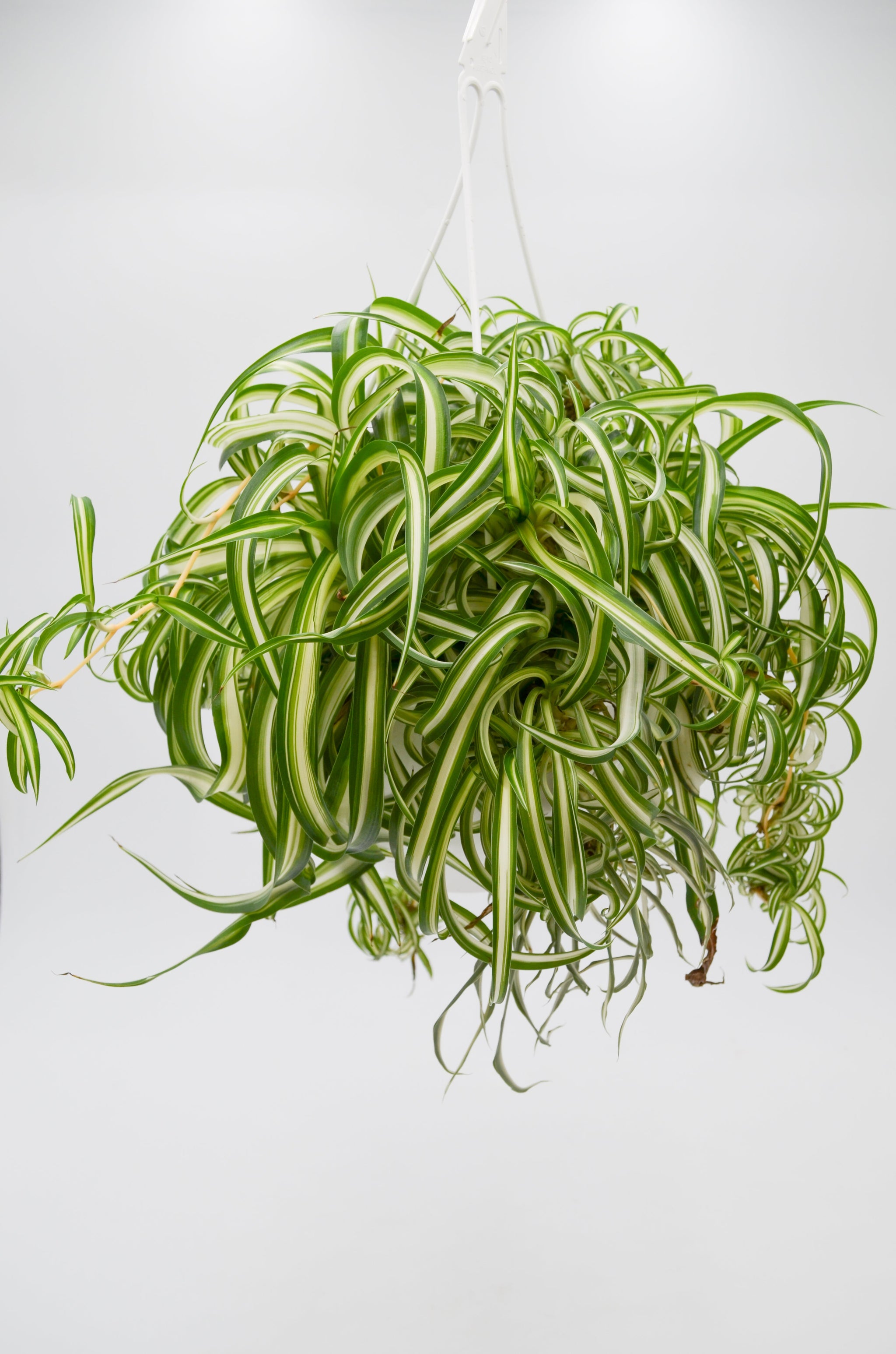 bonnie spider plant Bonnie Spider Plant Hanging Basket - Live Plant in an 8 Inch Hanging Basket - Chlorophytum Comosum 'Bonnie'