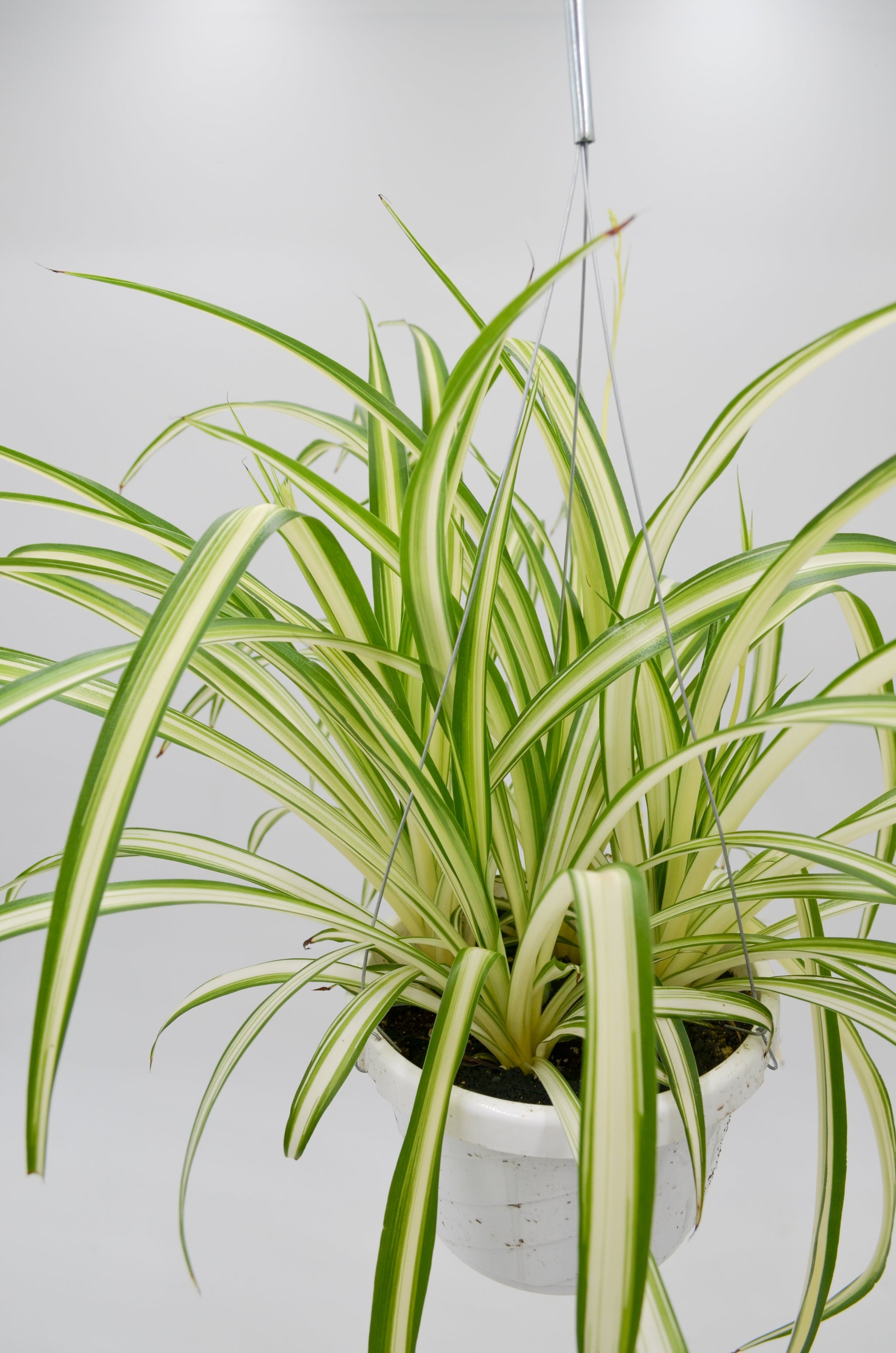 Spider Plant (Chlorophytum comosum) – Wild Lark