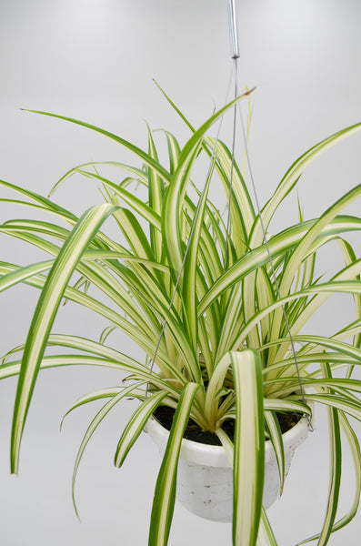 Spider Plant (Chlorophytum comosum) -  - Wild Lark - Wild Lark
