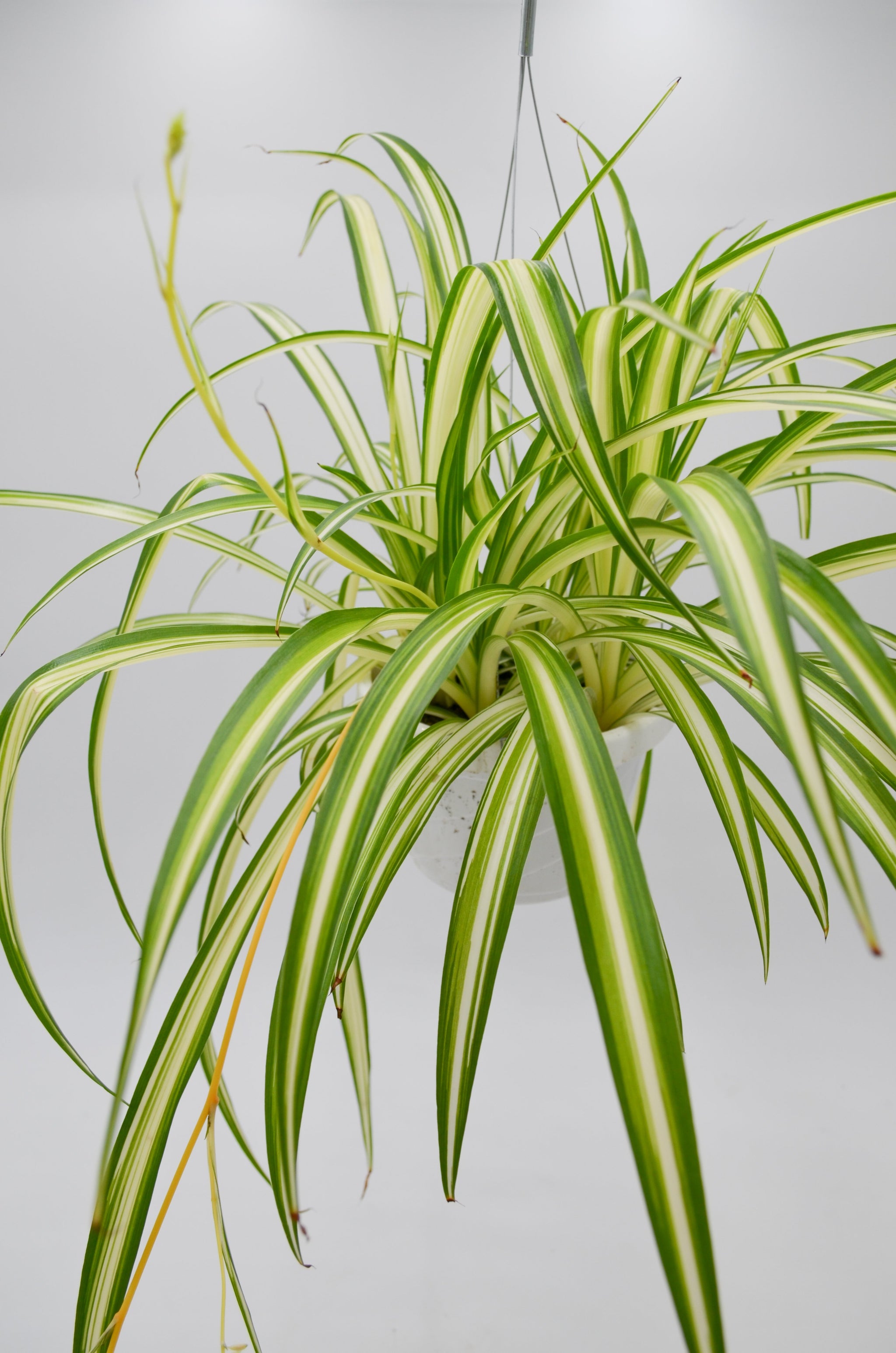 chlorophytum inornatum Spider Plant (Chlorophytum comosum) – Wild Lark