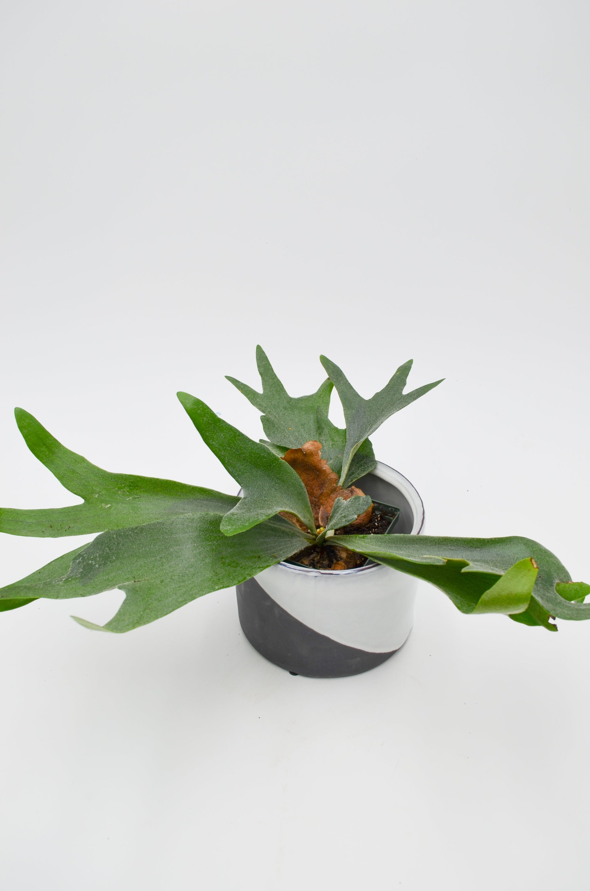 Staghorn Fern (Platycerium) – Wild Lark