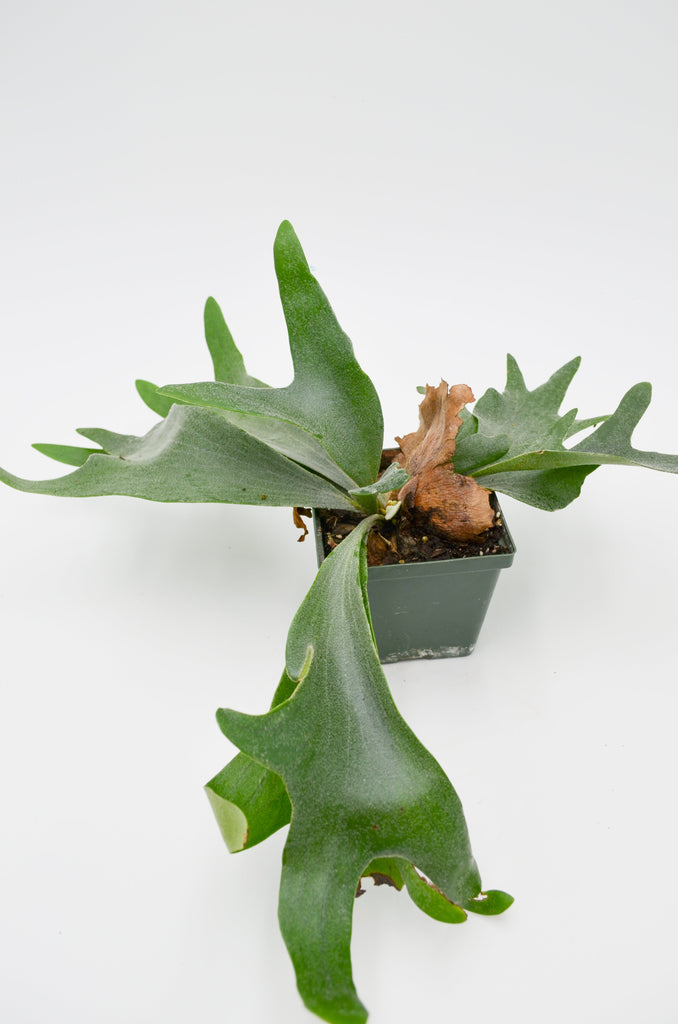 staghorn hanging plant Platycerium Staghorn Fern 8 inch